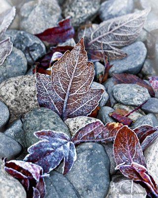 Rachel Penney<br>2014 Nov London Drugs<br>Theme: Frost<br>Etched in Stone