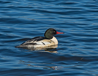 M.E.Rosen<br>Male Common Merganser