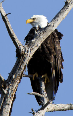 Don Brown<br>Fort Worden Eagle