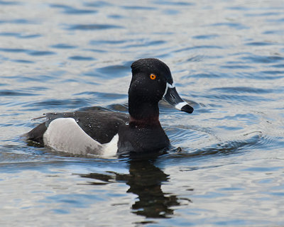 Edward Maxfield <br>Ring-necked Duck