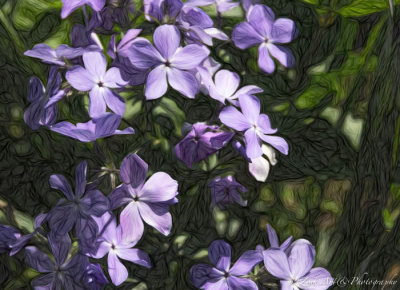 g9/54/364954/3/159809667.ZoSsOFly.jpg