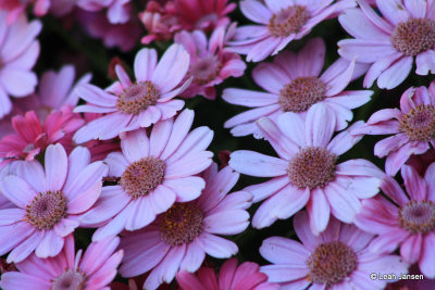 Leah Jansen<br>flowers at butchart gardens