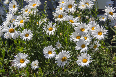 Zosia Miller<br> Shasta Daisies