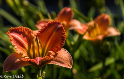 * Ken DeEll 2015 Gallery