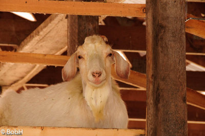 Goat in the Rafters