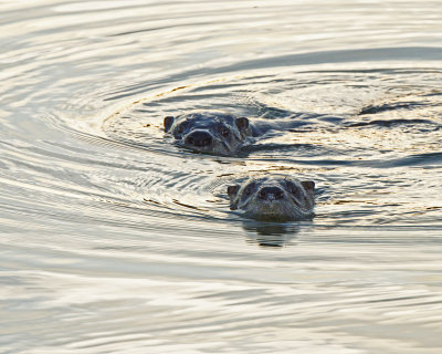 M.E.Rosen<br>Curios River Otters