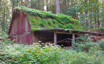 Wilma Harvie<br>Overgrown barn