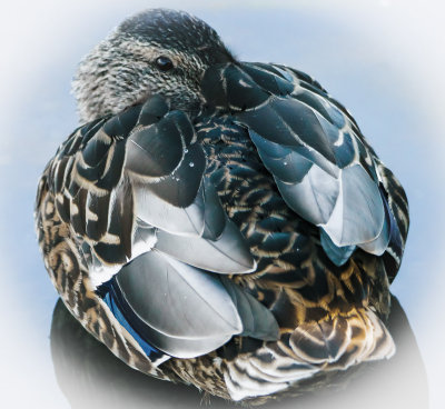 Female Mallard Cozy and Dry<br>R/achel Penney<br>Celebration of Nature 2015