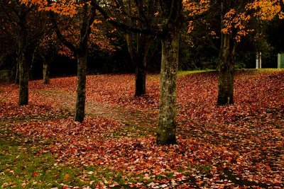 * Mafeo Sutton Park-Nanaimo: November 8, 2015