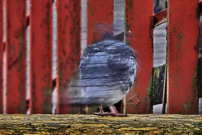 * Cowichan Bay: January 9, 2016