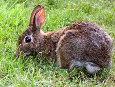 Zosia Miller<br>2016 Celebration of Nature<br>Wild Rabbit