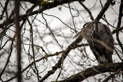 Tom murchie<br>A Heron Hiding #1