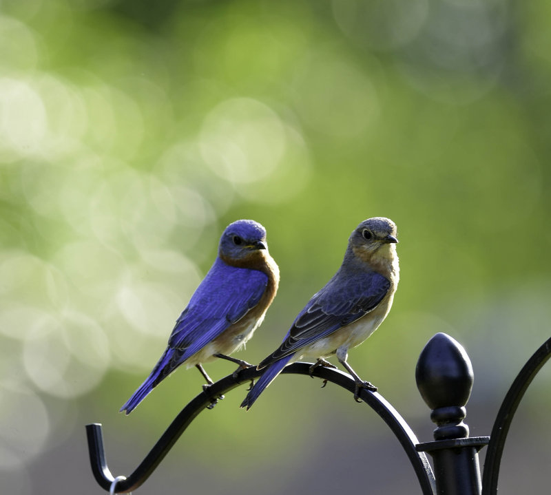 Blue Couple