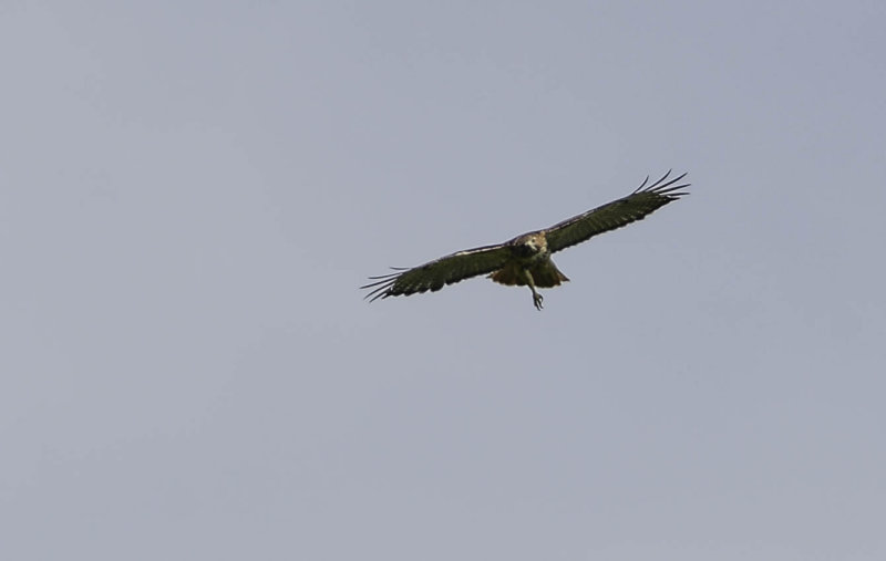 Red Tail Hawk