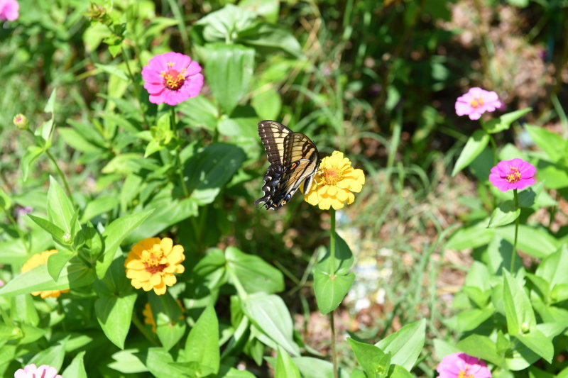 Butterfly3