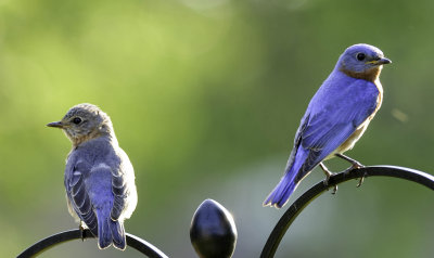 Male and Female Eastern Blue