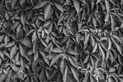 Plants in Black and White
