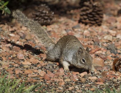 Rock Squirrel