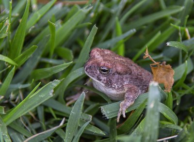 Arizona Toad