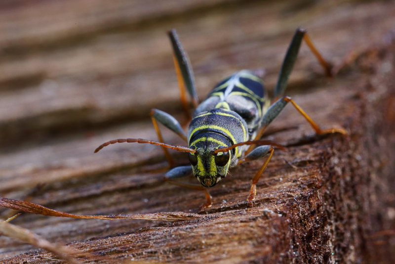 Hickory Borer 1 wk IMG_3150.jpg