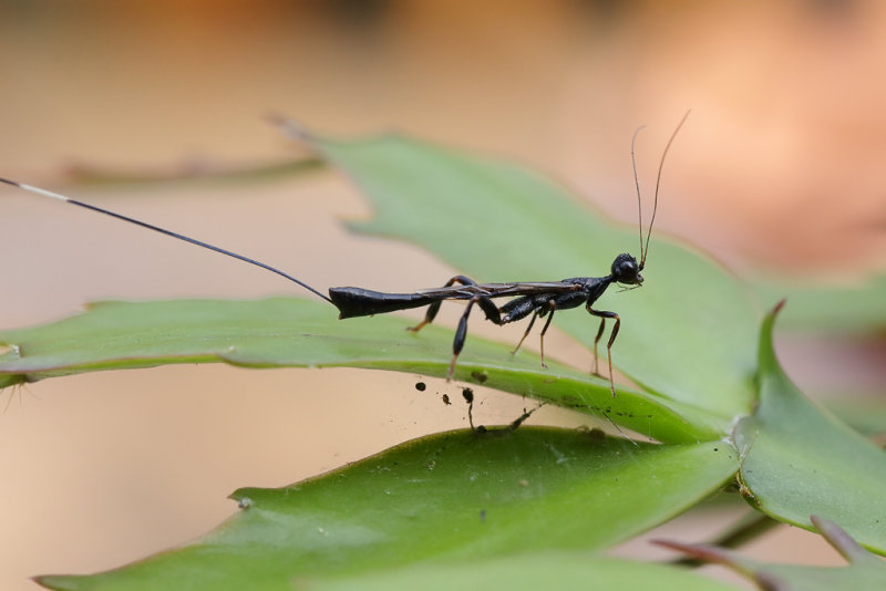 Crown-of-thorns Wasp 2 wk1 IMG_3554.jpg