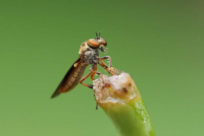 Robberfly 2 wk1 IMG_3543.jpg