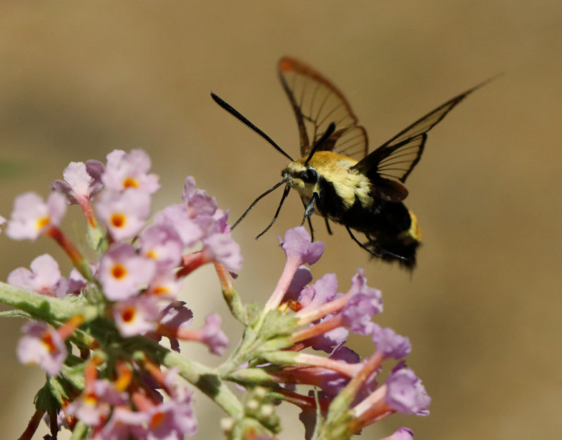 Snowberry Clearwing Moth wk1 IMG_6326.jpg