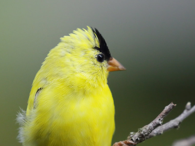 American Goldfinch m Closeup 1 Orig_MG_6469.jpg