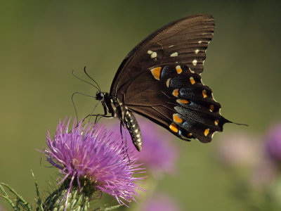 Tiger Swallowtail Black Morph 1 wk1 P8305149.jpg