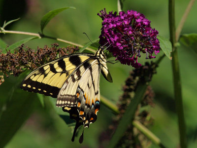 Eastern Tiger Swallowtail 1 wk1 P7263256.jpg