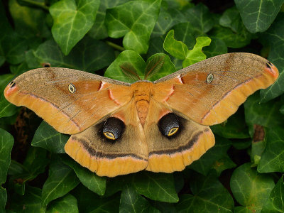Polyphemus Moth 1 wk1 P7253037.jpg