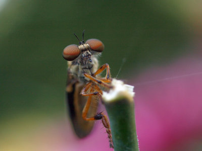 Robberfly Holcocephala 1 P7263288.jpg