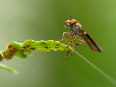 Robberfly Holcocephala 3 wk1 P7212929.jpg