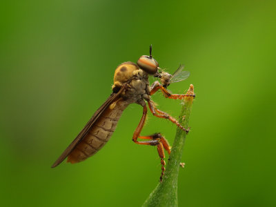 Robberfly Holcocephala 7 wk1 P7283449.jpg
