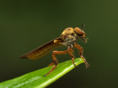 Robberfly Holcocephala 8 wk1 P7283465.jpg