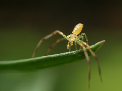 Small Spider 1 P7283502.jpg