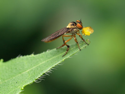 Robberfly Holcocephala 1 wk1 P7202900.jpg