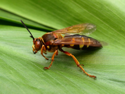 Cicada Killer 1 wk1 P8054449.jpg