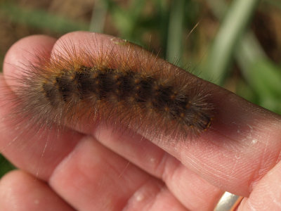 Caterpillar