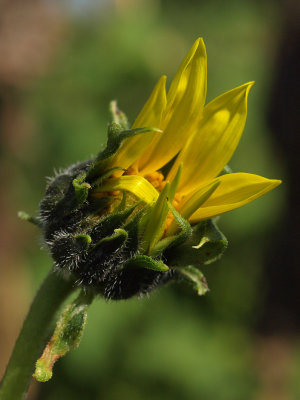 Late Bloomer