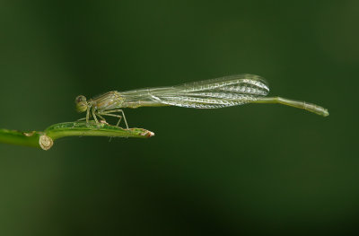Olive Colored Damsel 3