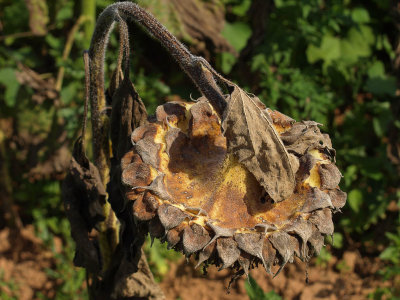 Sunflower 1