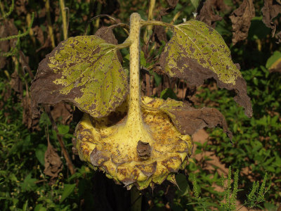 Sunflower 2