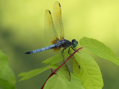 Blue Dasher