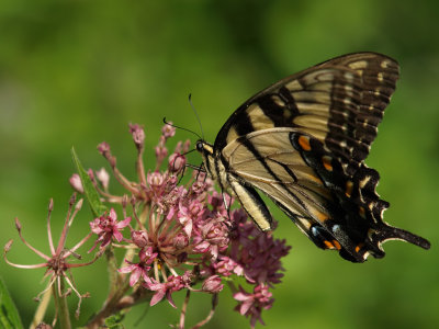 Eastern Tiger Swallowtail 2 wk1 P8164788.jpg