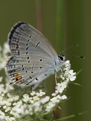 Butterfly Blue 1 P8164836.jpg