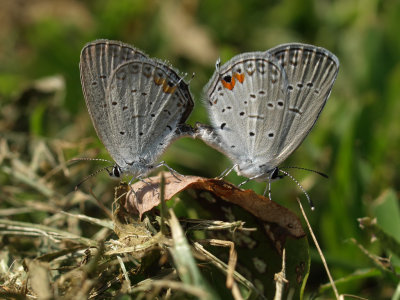 Mating Butterflies 2 P8305724.jpg