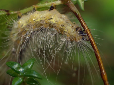 Caterpillar Drops 1 wk1 P9226235.jpg