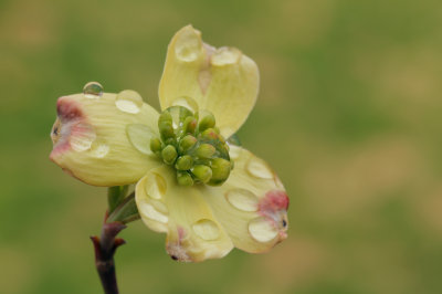 Dogwood Flower 1