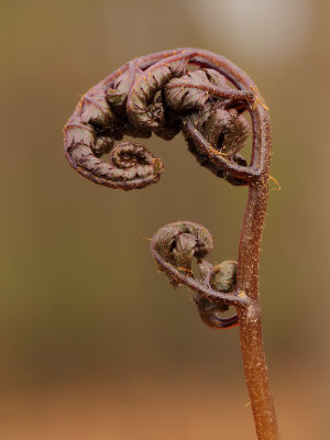 Fern 1